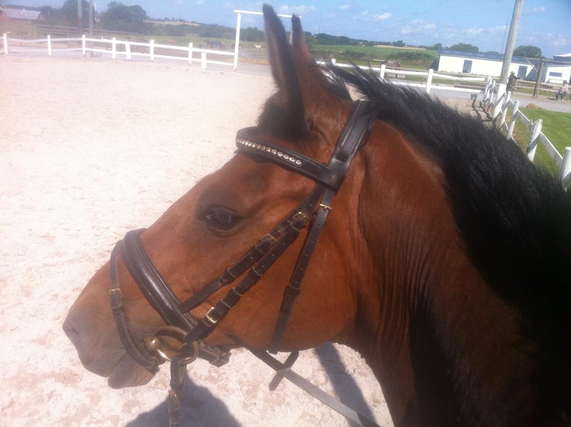 Dansk Varmblod Gurkemeje Brunshøj (himmel hest <3 )  billede 8