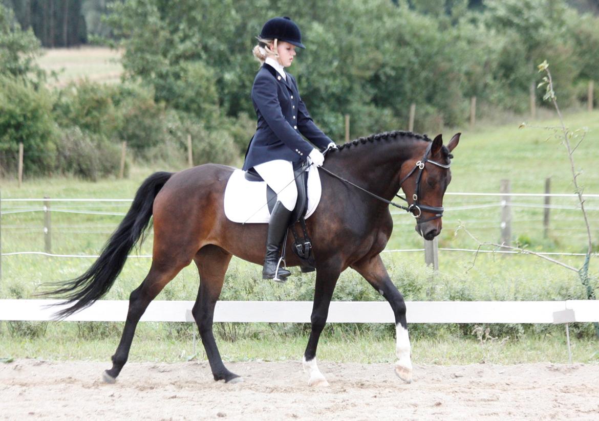 DSP | Vasehøjs Kasira | - 1 sep. 2012, DSP championat billede 2