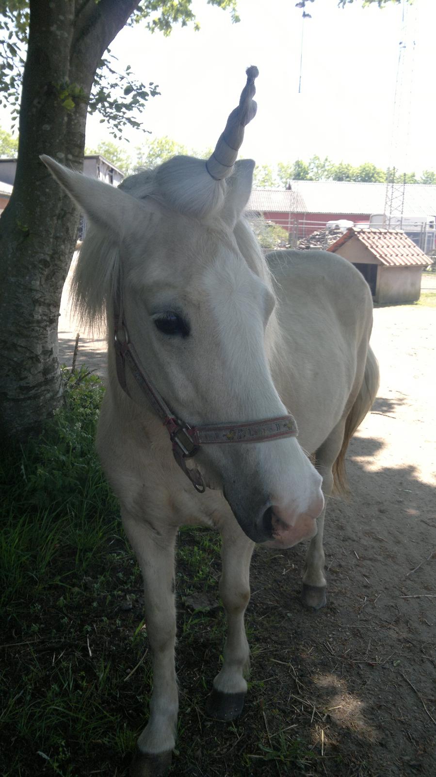 Islænder Sif fra sdr. Marken - enhjørning!<3 billede 1