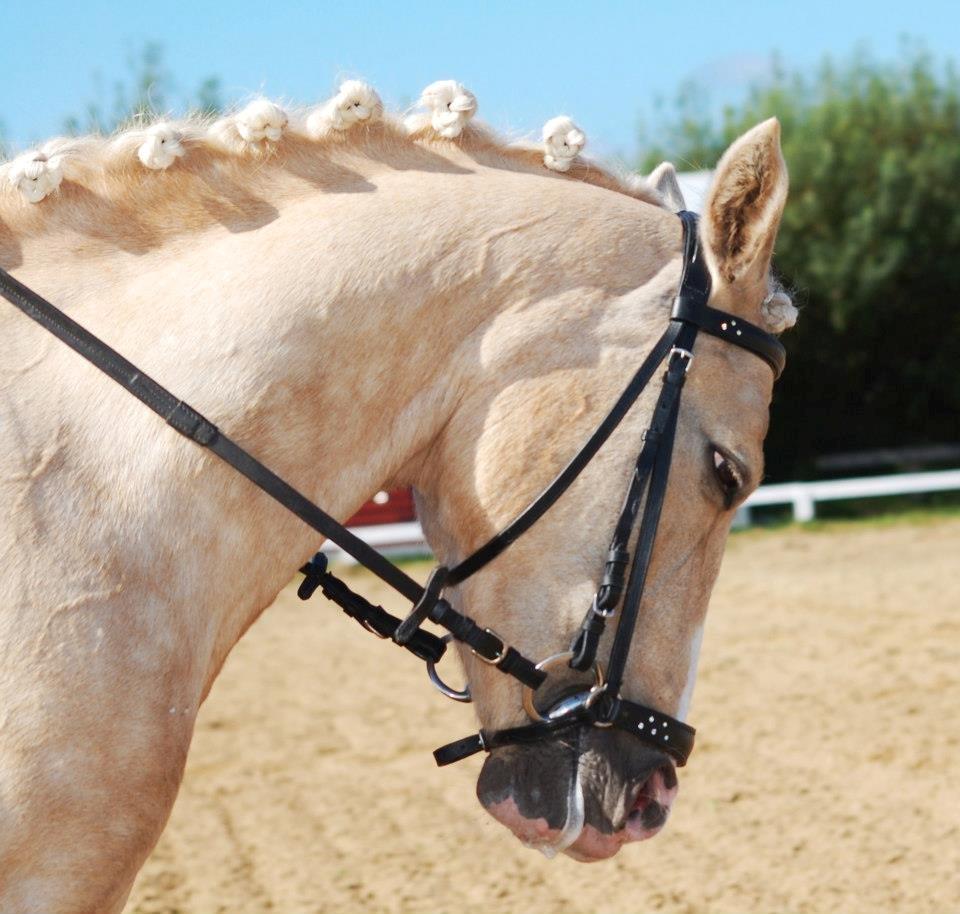 Anden særlig race mille<3 - Første LB1<3 billede 17