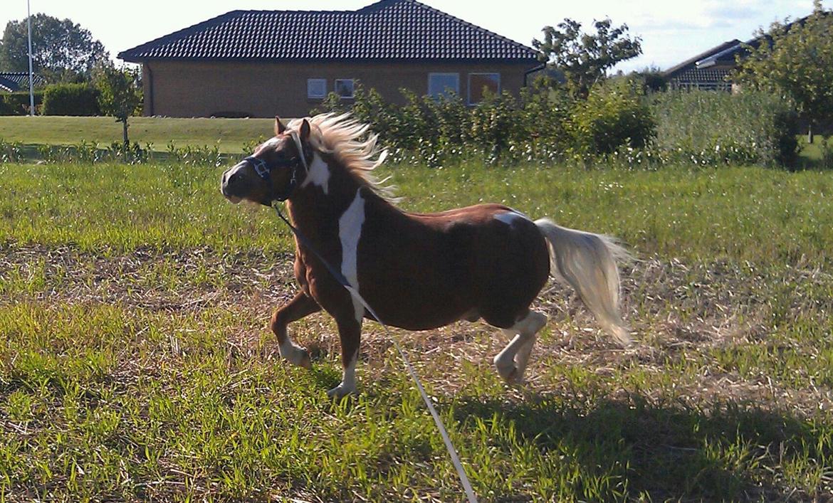 Anden særlig race Stuart Little Largo - Stuart, 4 år og vild i varmen :) billede 17