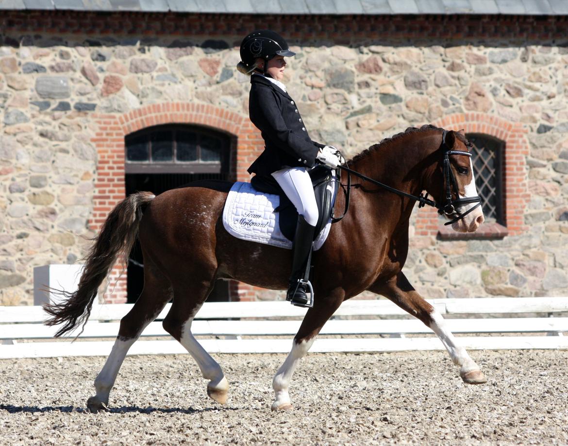 Welsh Pony af Cob-type (sec C) Thers Hey Harlekin - B-pony!! - DM 2012 LA3 Foto: Mig billede 2