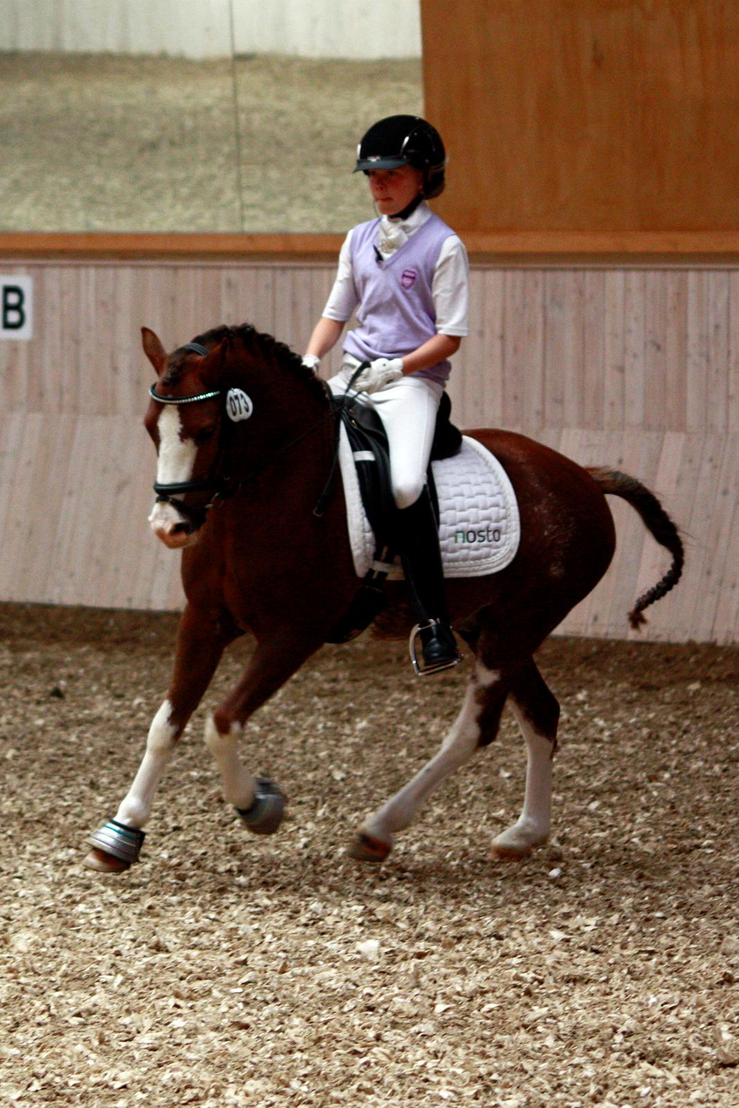 Welsh Pony af Cob-type (sec C) Thers Hey Harlekin - B-pony!! - DM 2012 opvarmning :) Foto: Mig billede 6