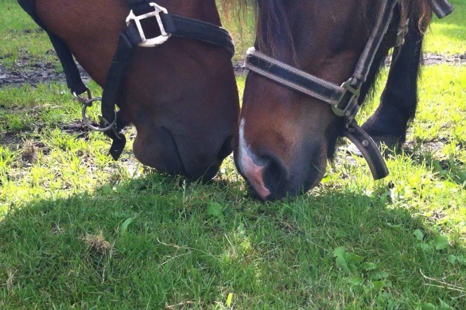 Anden særlig race Chloe billede 1