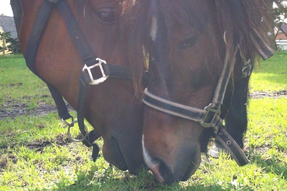 Anden særlig race Chloe billede 2