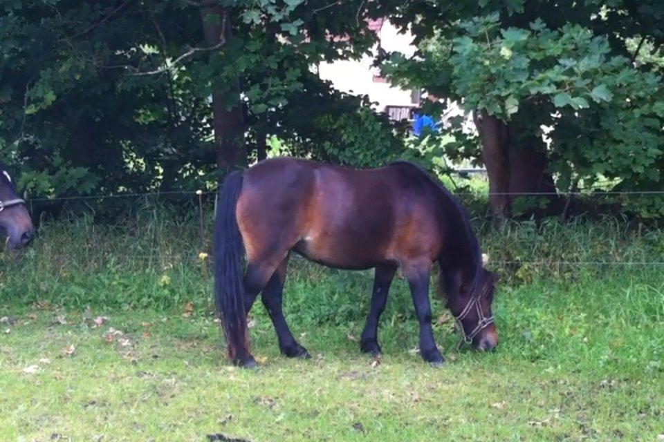 Anden særlig race Chloe billede 3