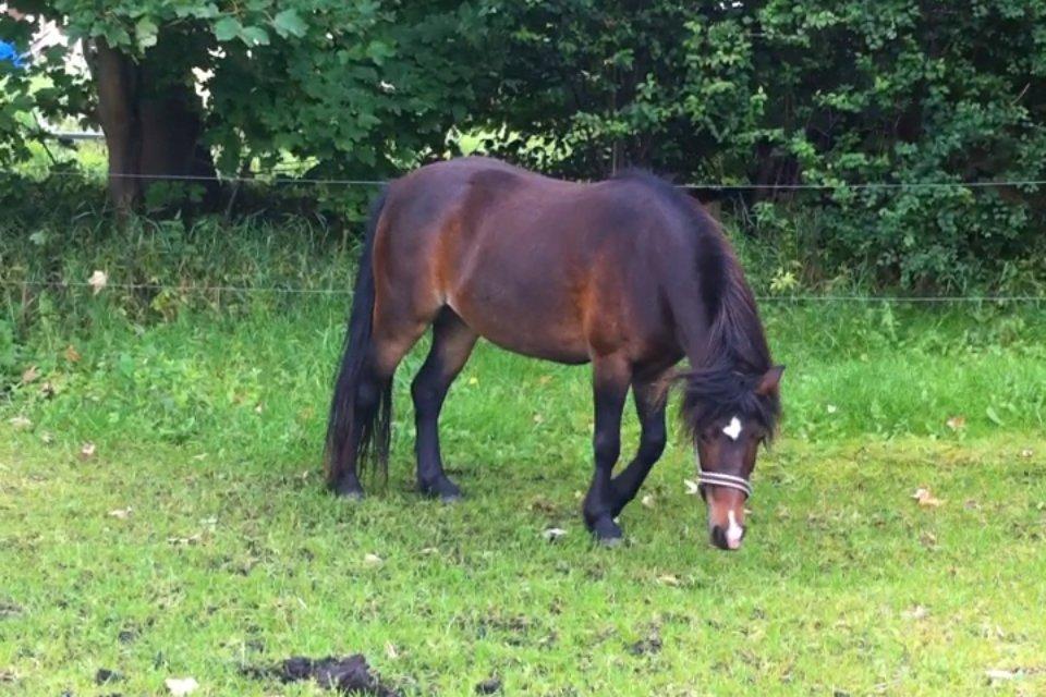 Anden særlig race Chloe billede 4