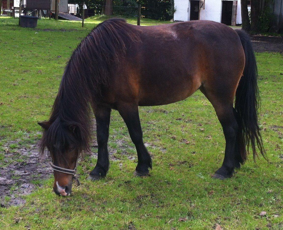 Anden særlig race Chloe billede 5