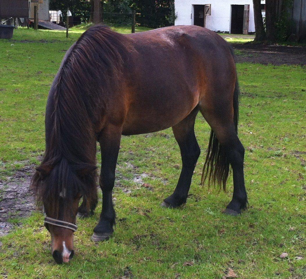 Anden særlig race Chloe billede 6