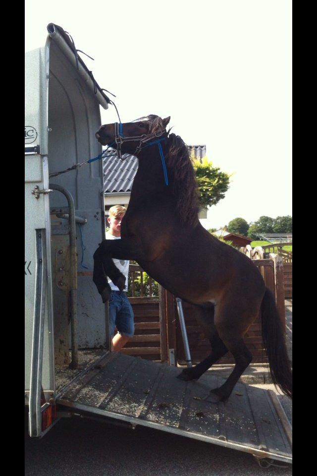 Anden særlig race Chloe - Haha vil ikke ind i traileren billede 7