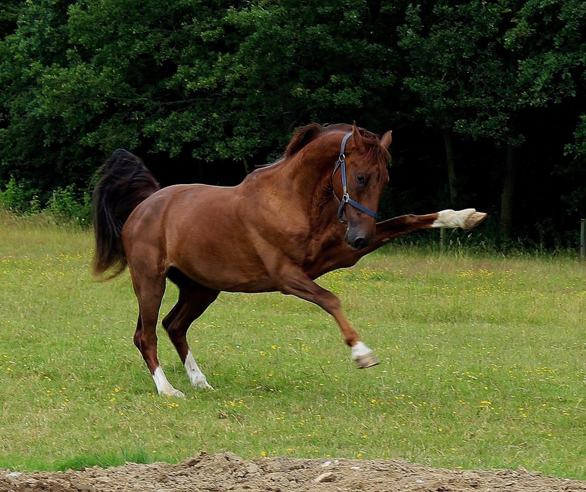 Anden særlig race Big Brother - Big på folden :) Foto: Mig (Bettina) billede 3