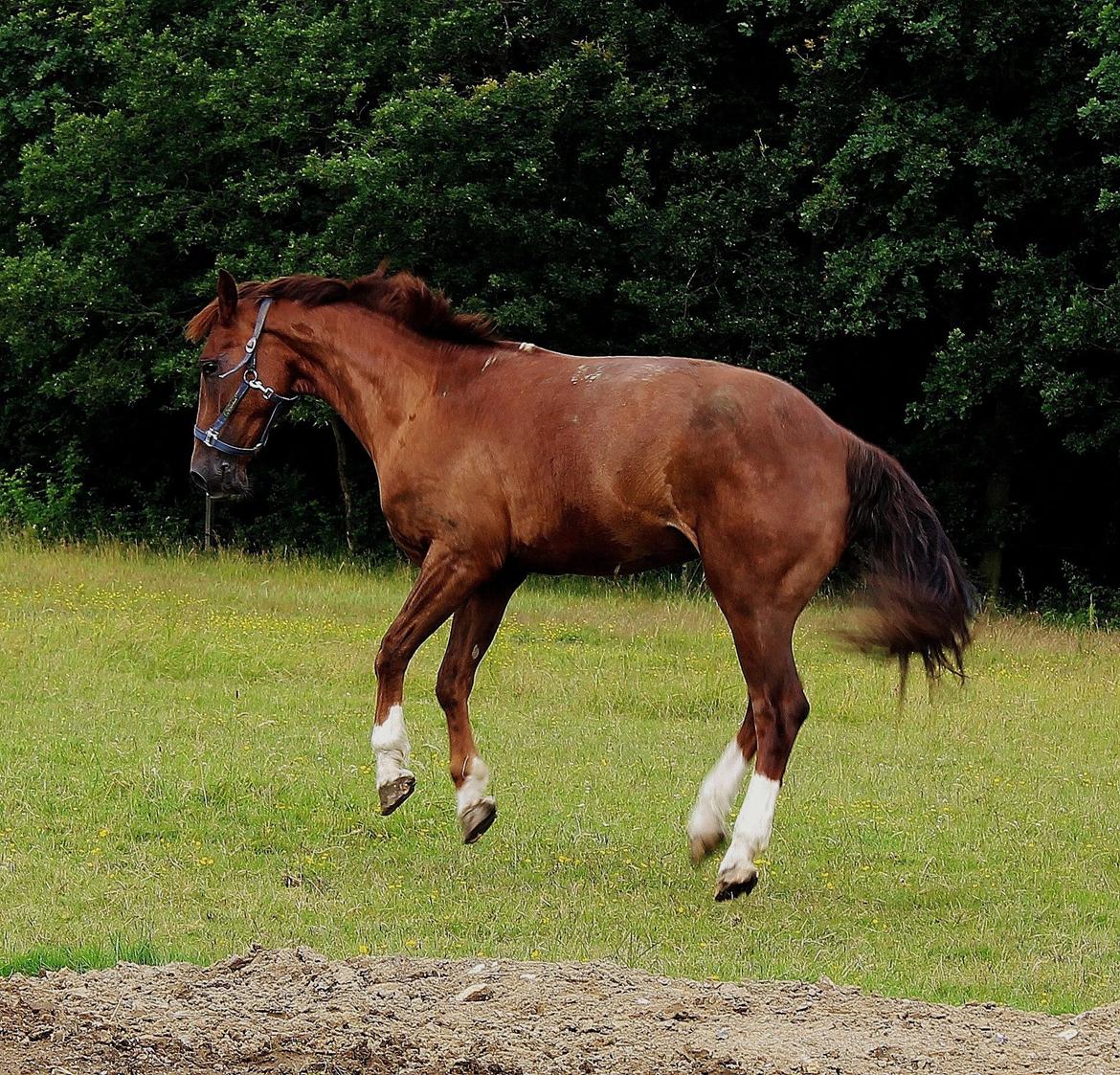 Anden særlig race Big Brother - Big på folden :) Foto: Mig (Bettina) billede 5