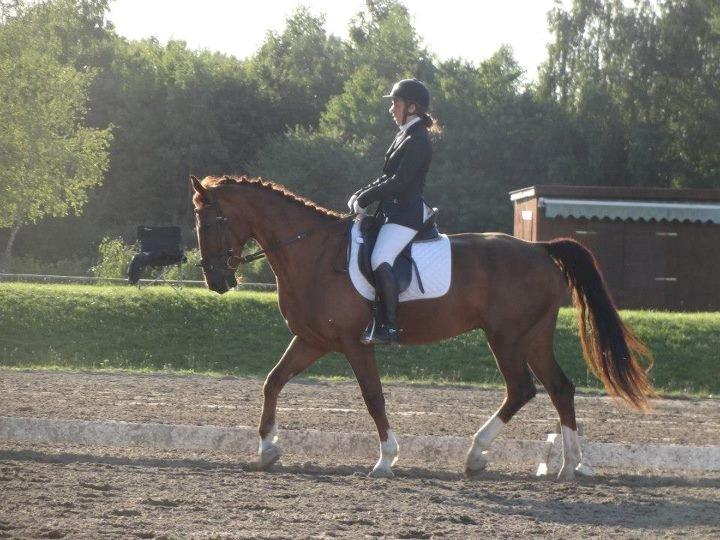 Anden særlig race Big Brother - Mig og Big til stævne 1/9-12. LB1. Foto: Marianne billede 6