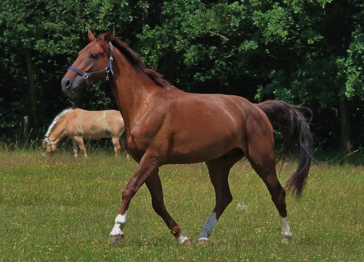 Anden særlig race Big Brother - Big på folden :) Foto: Mig (Bettina) billede 9