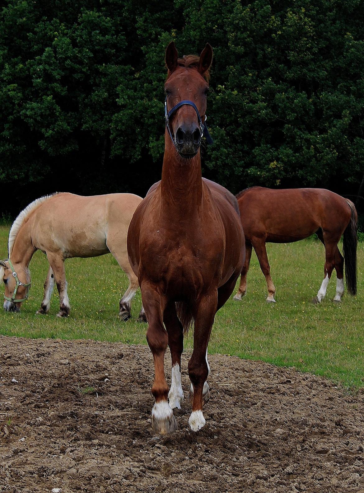 Anden særlig race Big Brother - Big på folden :) Foto: Mig (Bettina) billede 7