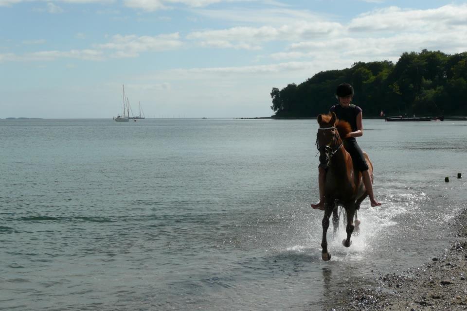 New Forest Reigershoeve Debbie (B-PONY) - På stranden i fuld galop! billede 10