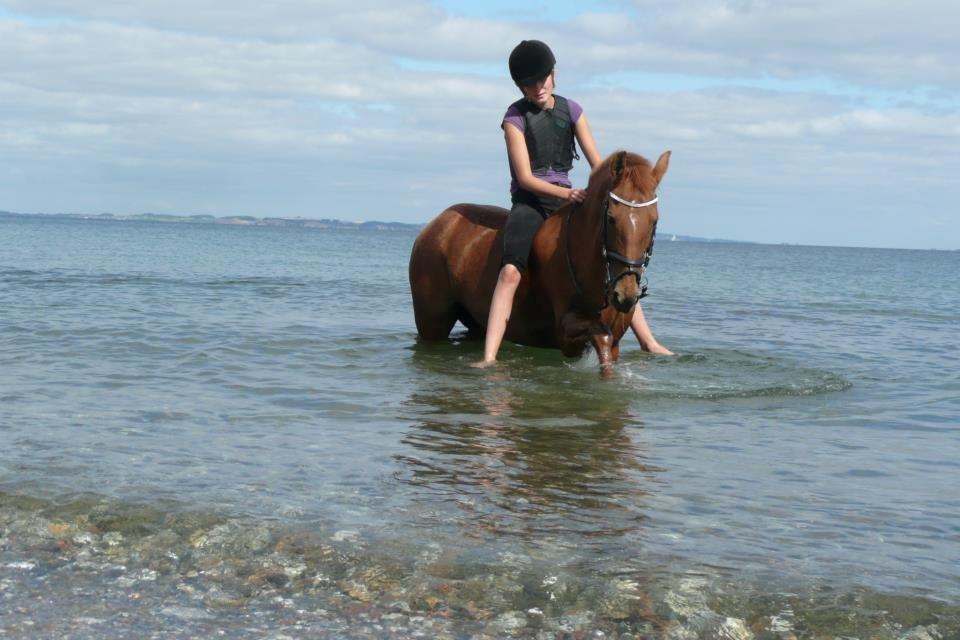 New Forest Reigershoeve Debbie (B-PONY) - Jeg elsker dig af hele mit hjerte billede 18