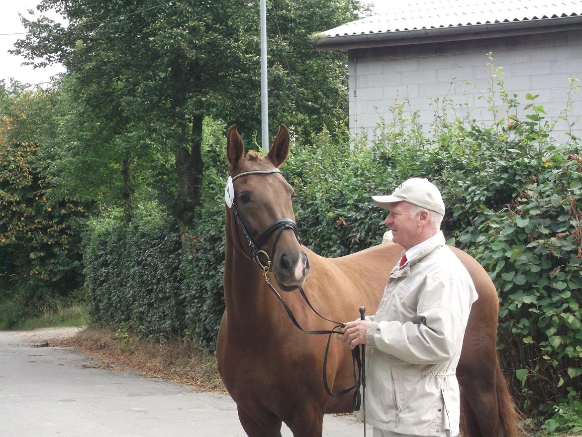 Palomino Yaspisgårds Enigma billede 1