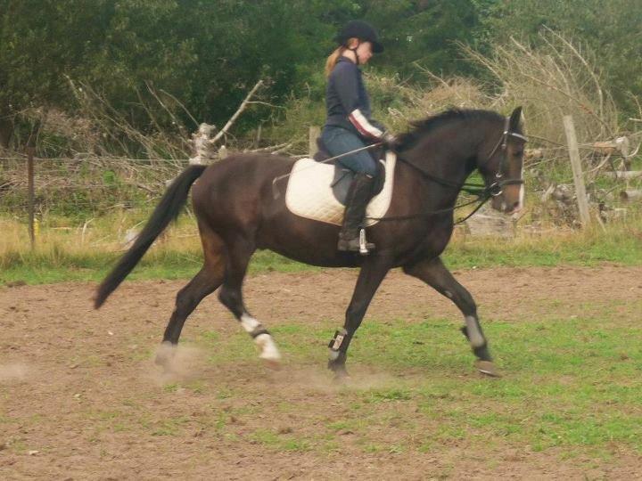 New Forest Lukas Søblink - Dressur undervisning d 1/9-12 <3 billede 15