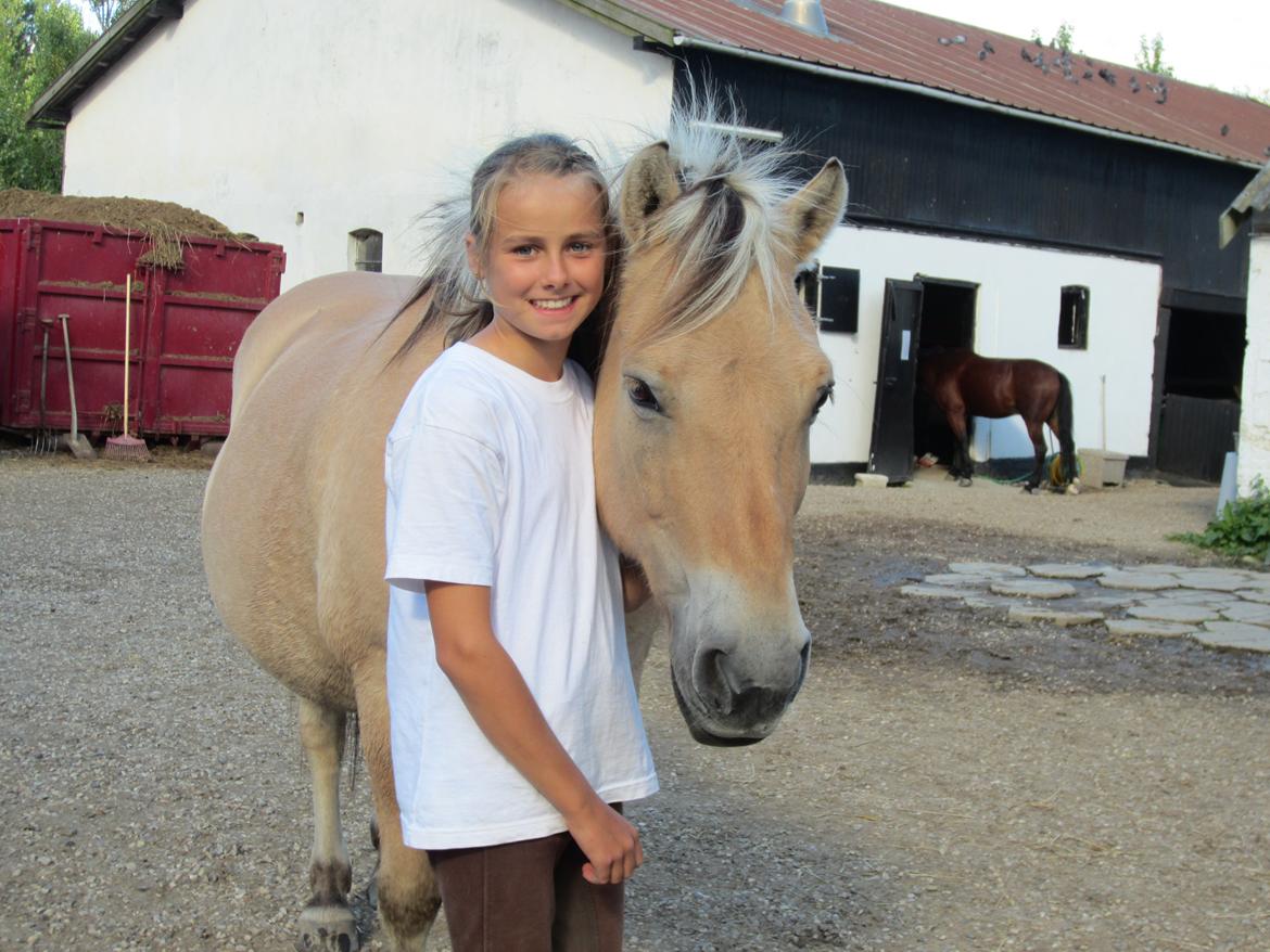Fjordhest Tjalfe billede 17
