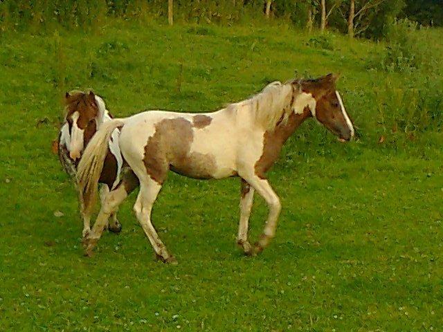 Anden særlig race Chacha *Himmelhest* - 2012. Her med mor.. billede 3