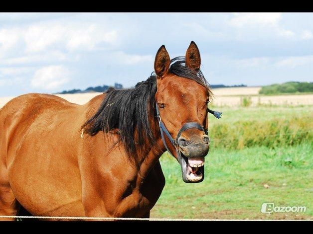 Dansk Varmblod Newmoon billede 2