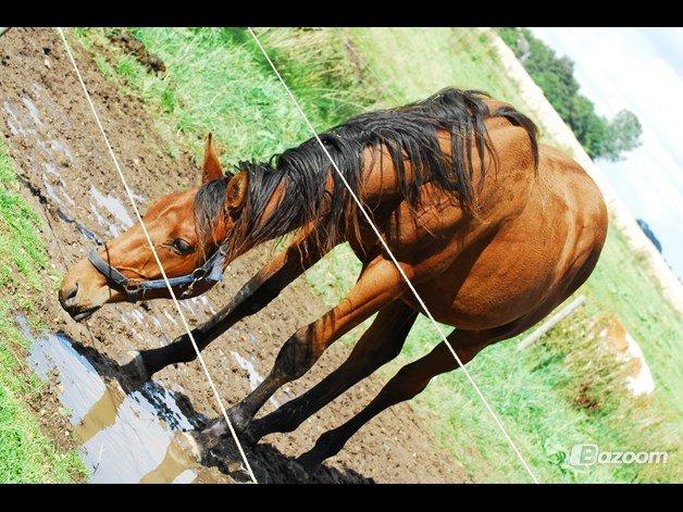 Dansk Varmblod Newmoon billede 3