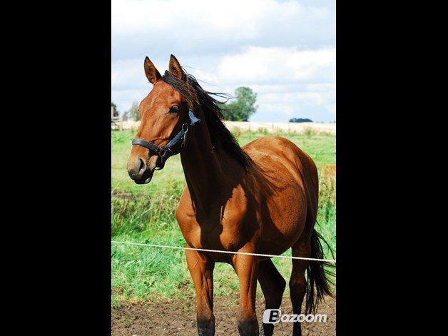 Dansk Varmblod Newmoon billede 4