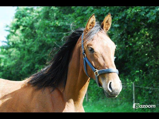 Dansk Varmblod Newmoon billede 5