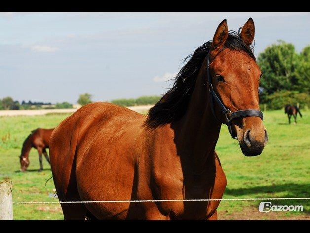 Dansk Varmblod Newmoon billede 1