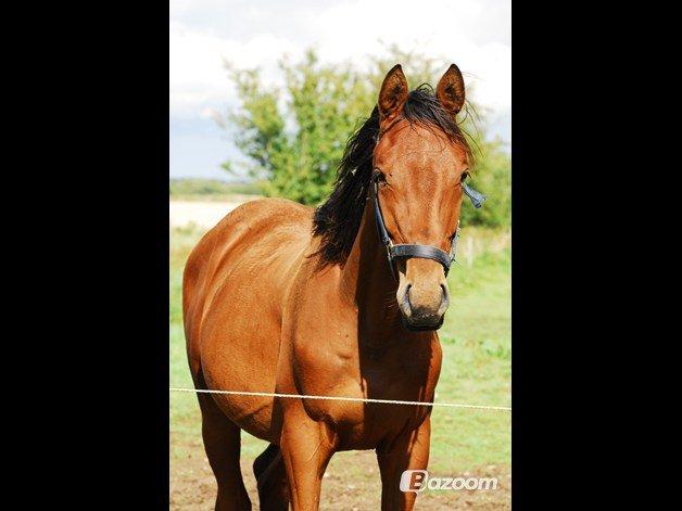 Dansk Varmblod Newmoon billede 6