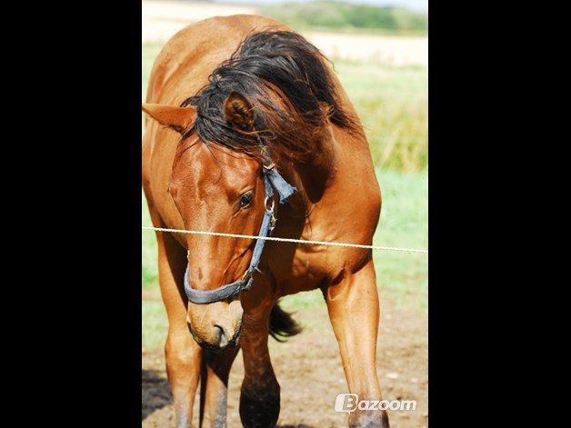 Dansk Varmblod Newmoon billede 7