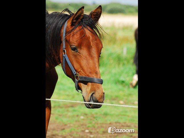 Dansk Varmblod Newmoon billede 8