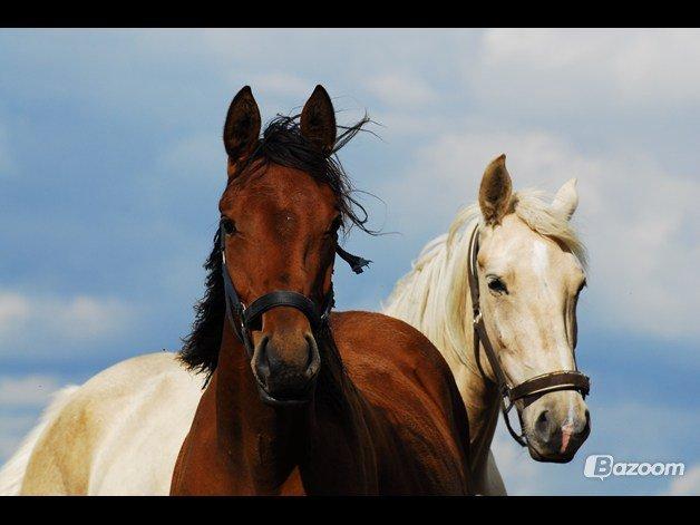 Dansk Varmblod Newmoon billede 9