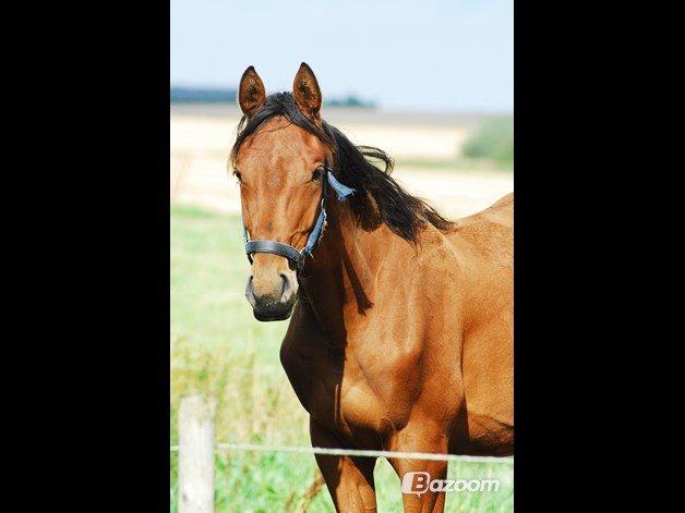 Dansk Varmblod Newmoon billede 10