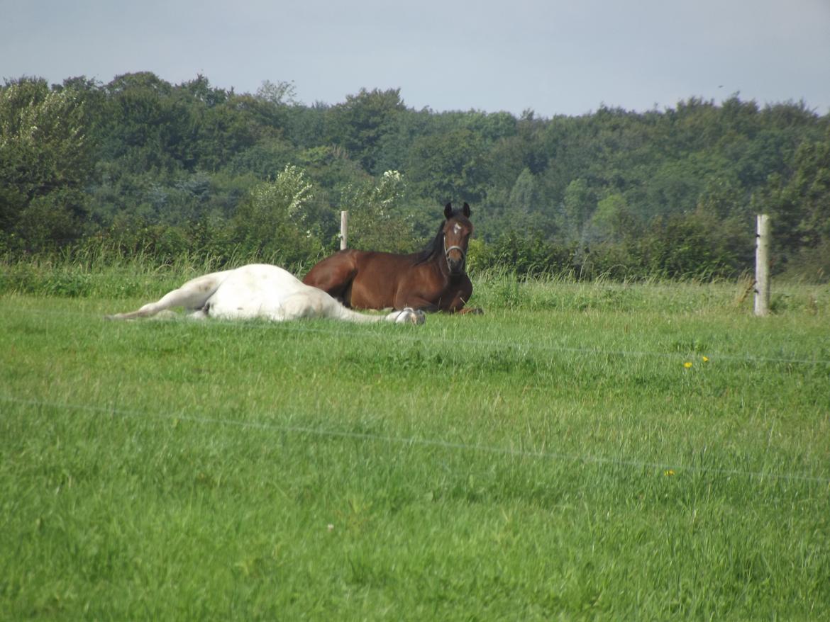 Arabisk fuldblod (OX) TA Amiir - Sommeren 2012 - Træææt? billede 13