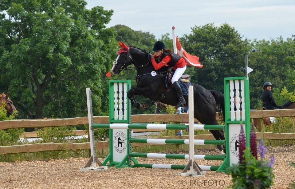 Dansk Varmblod Maro Z billede 2