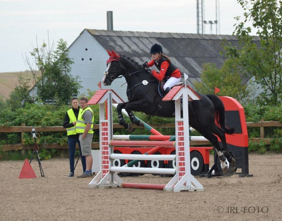 Dansk Varmblod Maro Z billede 3