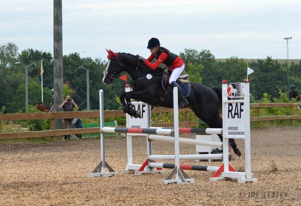 Dansk Varmblod Maro Z billede 4