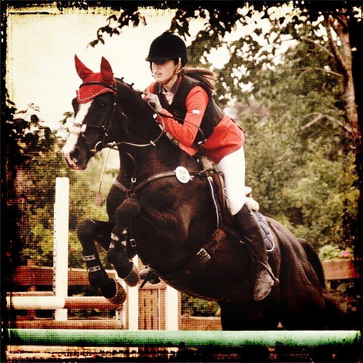 Dansk Varmblod Maro Z billede 1