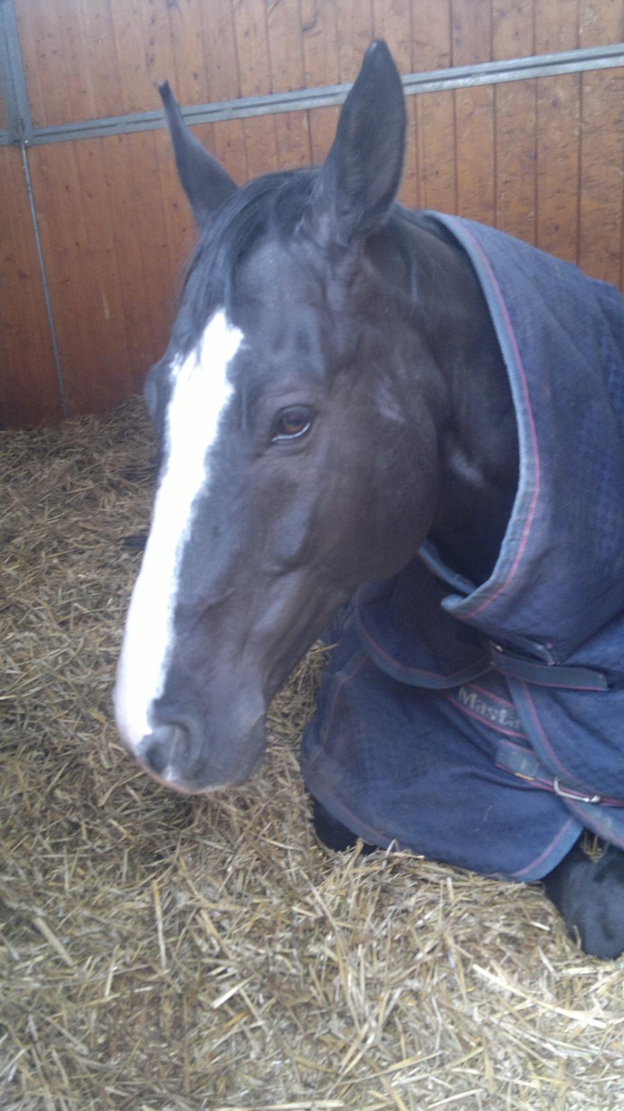 Dansk Varmblod Maro Z billede 7