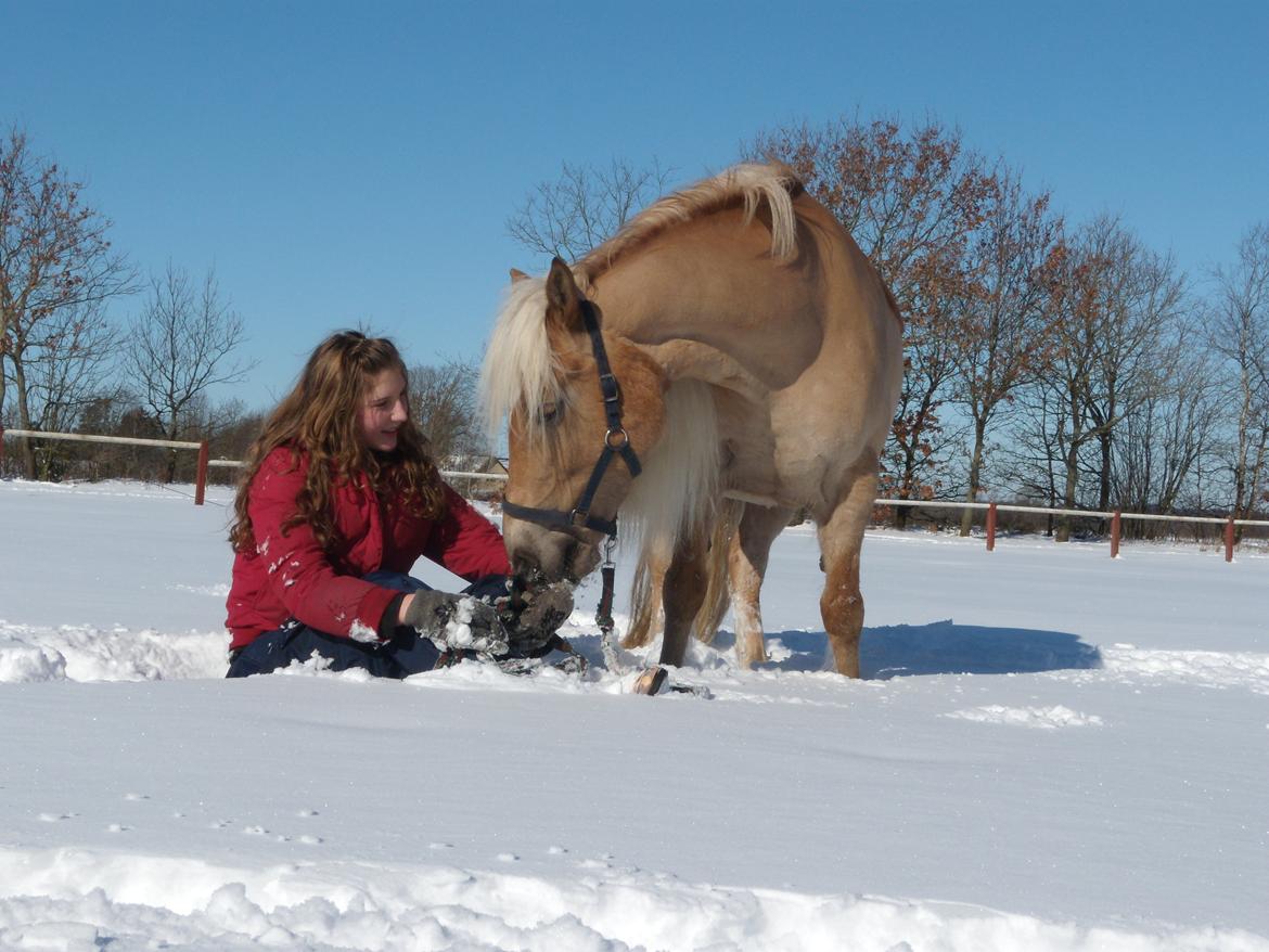 Haflinger Herta - 20) Mig og Herta i sneen 2010 billede 20