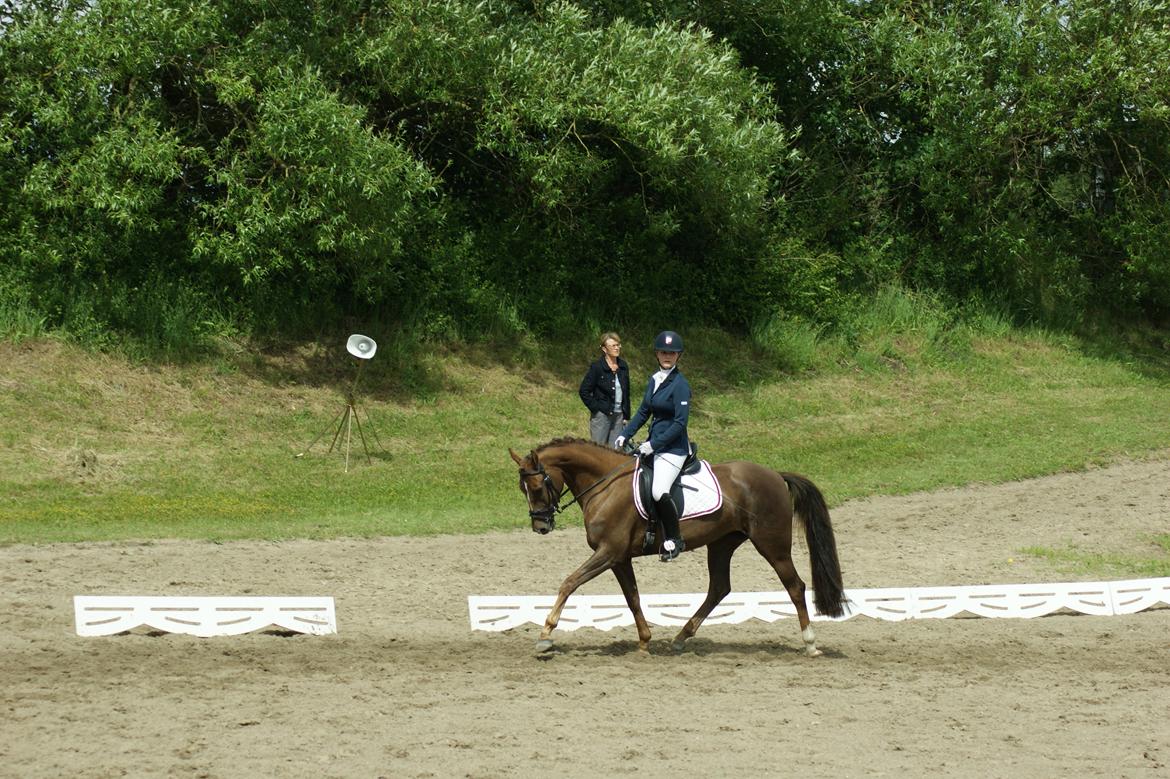 Dansk Varmblod Nørremarkens Filippa billede 12
