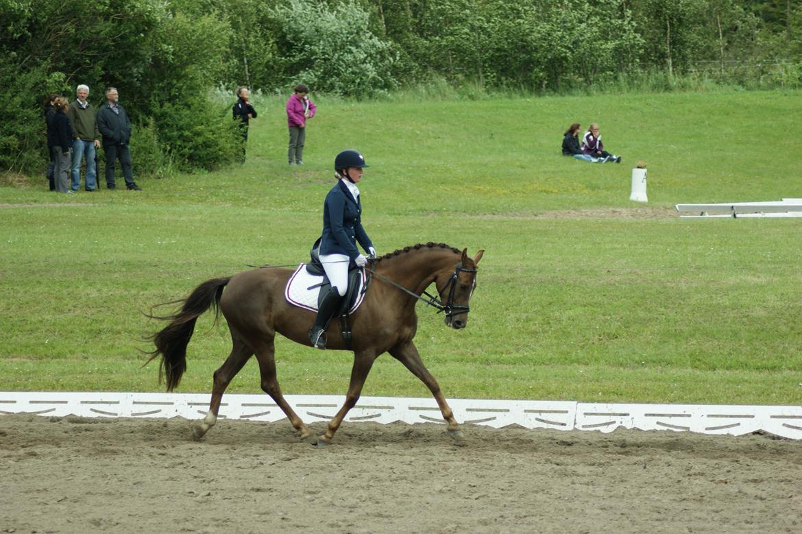 Dansk Varmblod Nørremarkens Filippa billede 13