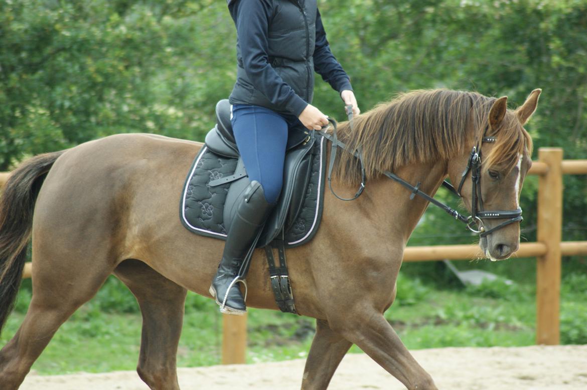 Dansk Varmblod Nørremarkens Filippa billede 1