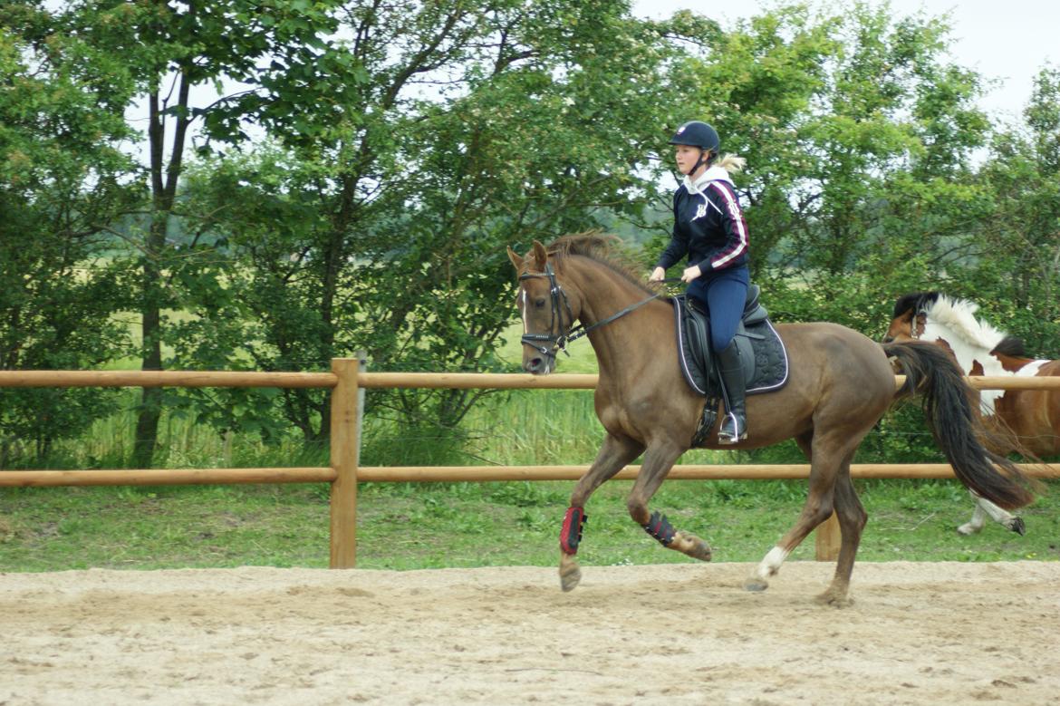 Dansk Varmblod Nørremarkens Filippa billede 14