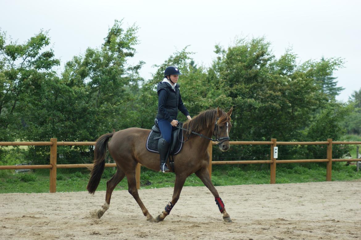 Dansk Varmblod Nørremarkens Filippa billede 15