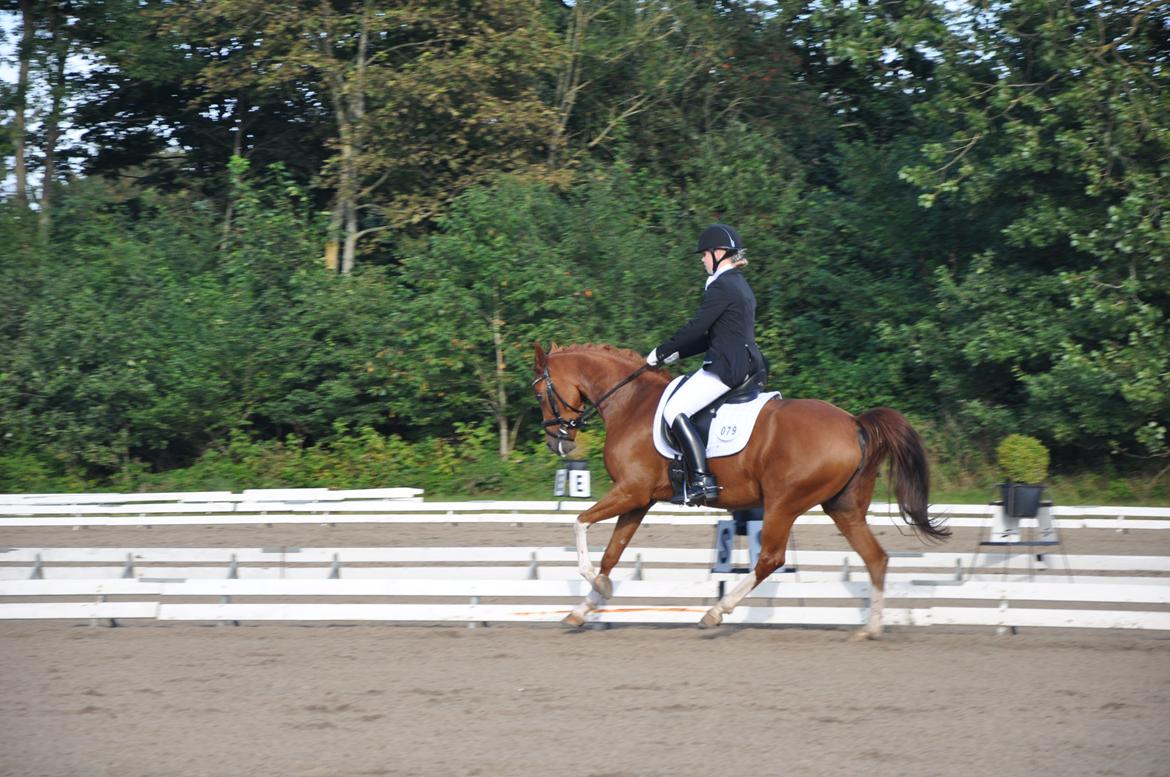 Tysk Sportspony Gee Gee 2 B-pony - Gee Gee og jeg til DM hold 2012 
så stolt af hvor langt vi er nået på knap et år!  billede 18