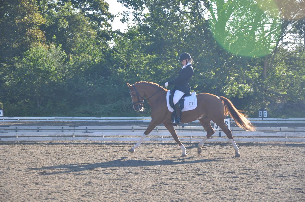 Tysk Sportspony Gee Gee 2 B-pony - Fri trav i Prt til DM hold 2012  billede 19