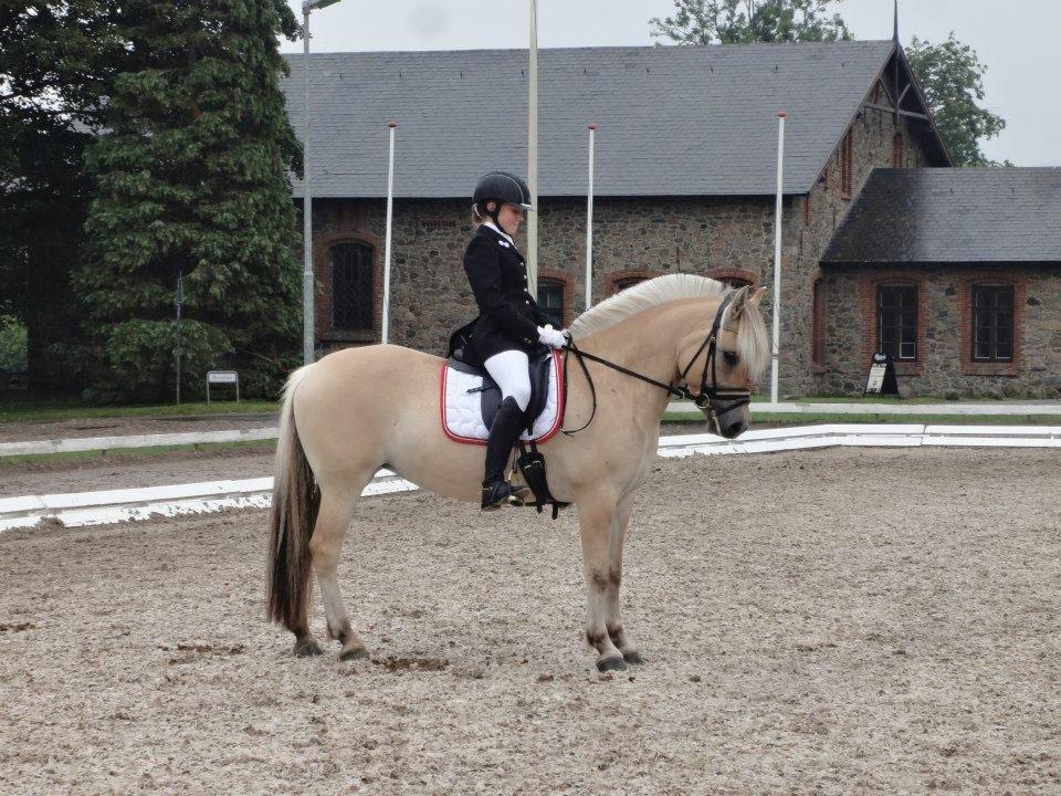 Fjordhest Zicco Fjordlyst - Fjordheste championat på Vilhelmsborg billede 12